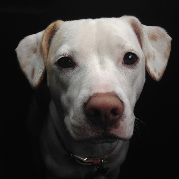 Posh Ambassador, Heather Shannon - Picture 5 of 7